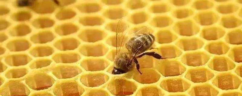 吃蜂膠有什麼好處