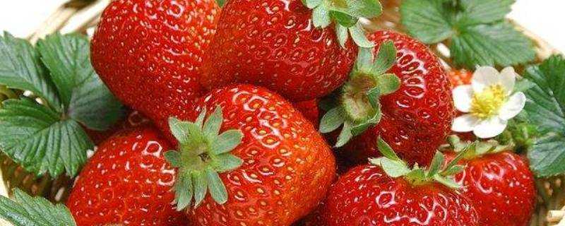 草莓可以儲存多少天