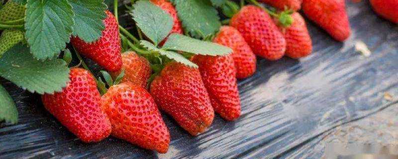 草莓有點爛可以吃嗎
