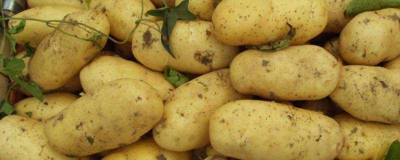土豆怎麼儲存放的久