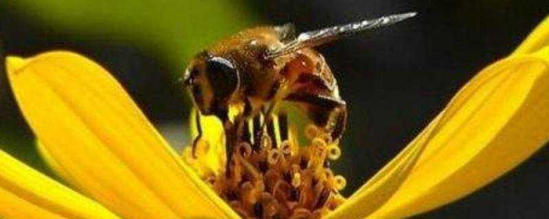 蜜蜂怎麼辨味