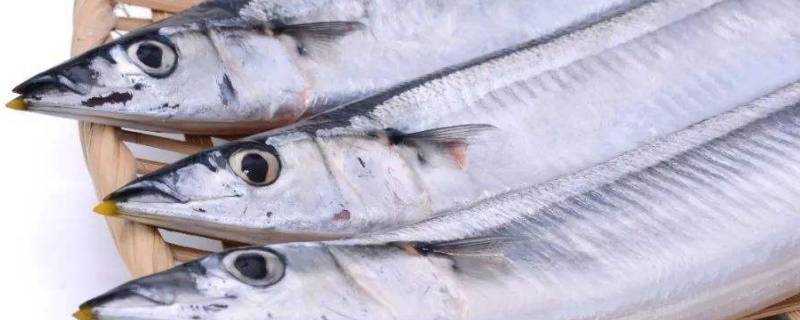 帶魚可以人工養殖嗎