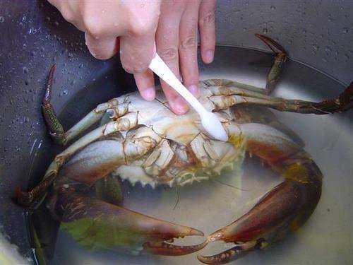 清蒸螃蟹如何清洗