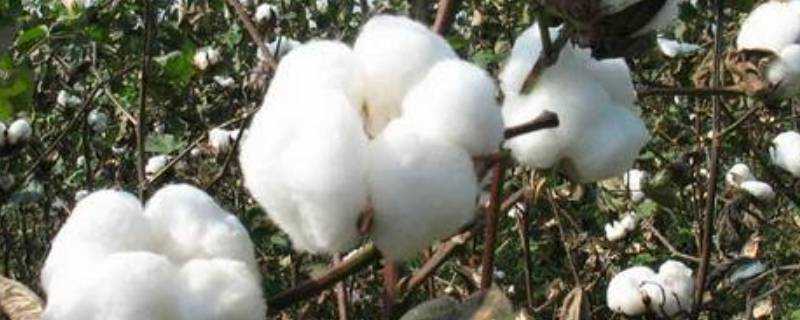 棉的種類