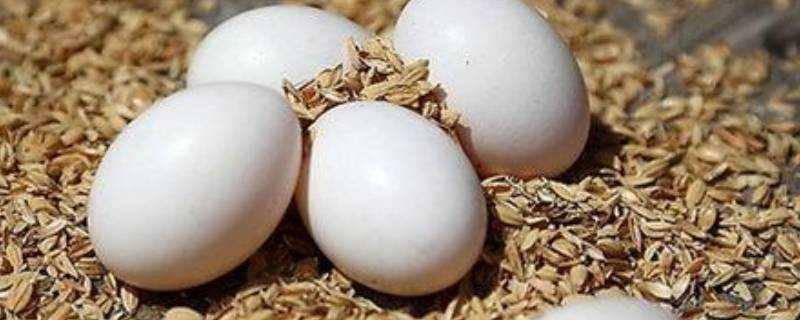 鴿子蛋是涼性的嗎