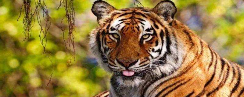 老虎用什麼來辨別氣味