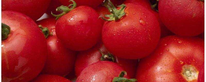 西紅柿有什麼作用和功效