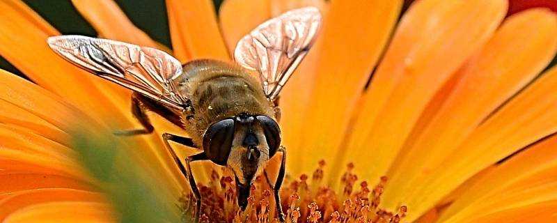 小蜜蜂用什麼辨別味道