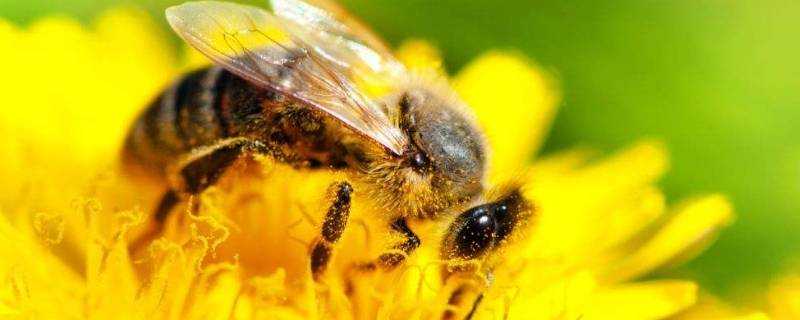 小蜜蜂用什麼辨味