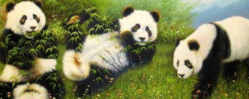 熊貓為什麼吃竹子