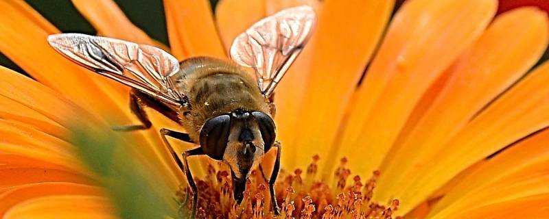 蜜蜂怎麼辨別味道
