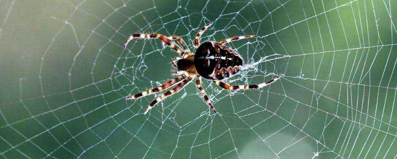 蜘蛛用什麼辨別氣味