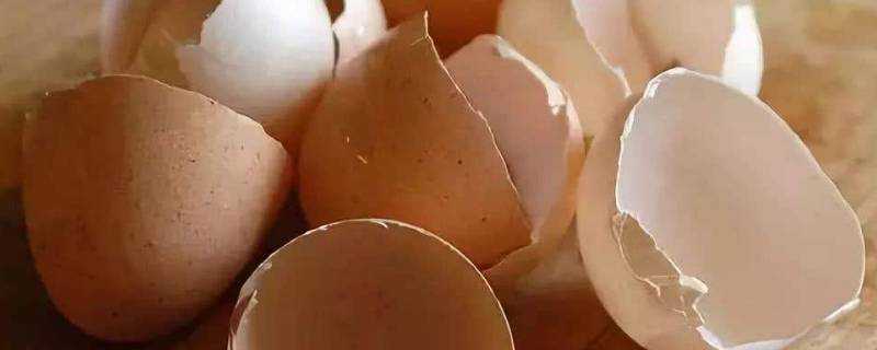 蛋殼屬於廚餘嗎