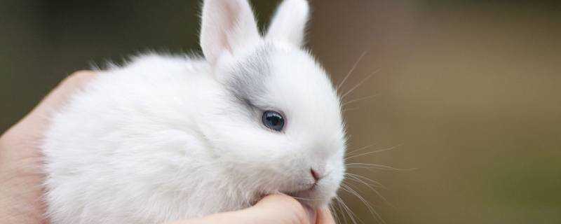 小白兔用什麼辨別氣味