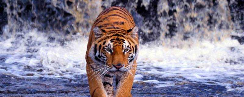 老虎是怎麼辨別氣味的