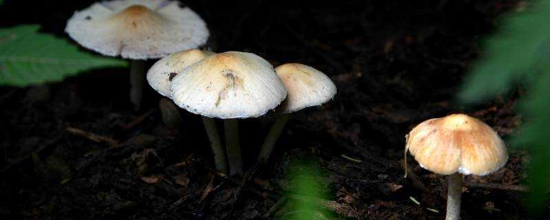 新鮮蘑菇可以直接曬乾嗎