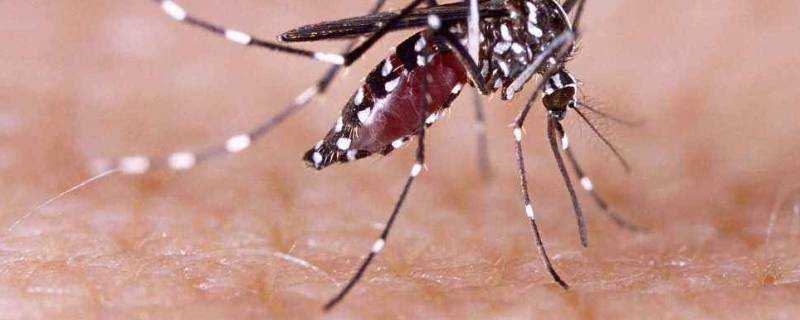 怎麼驅蚊子最有效