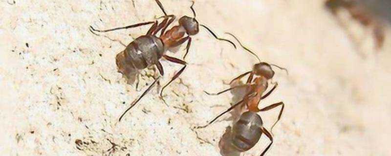 家中有螞蟻怎麼辦