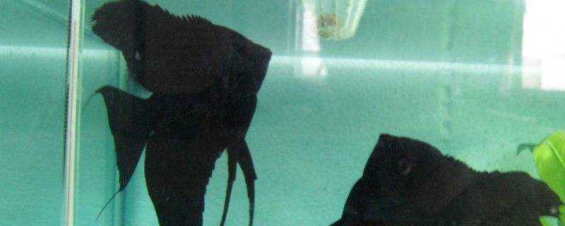 墨燕魚的雌雄如何辨別