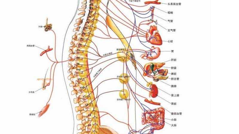 看看內臟什麼梗