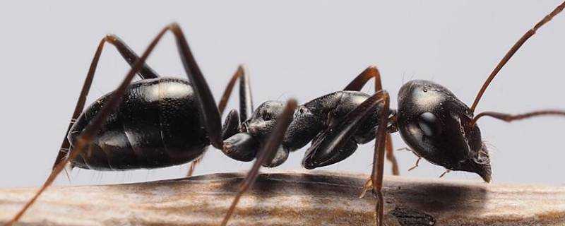 螞蟻為什麼不會迷路