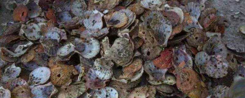 生蠔殼扇貝殼屬於有害垃圾對不對