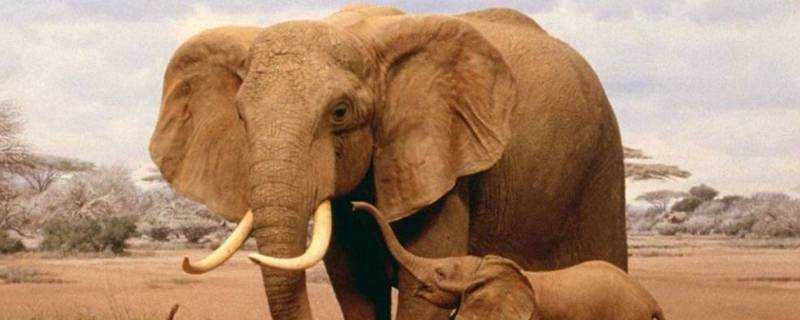 大象用什麼標記自己的領土