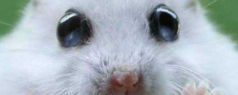 倉鼠的眼珠周圍變成灰色的是怎麼回事