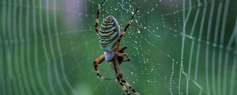 蜘蛛如何判斷結網的地方可以捕獲食物