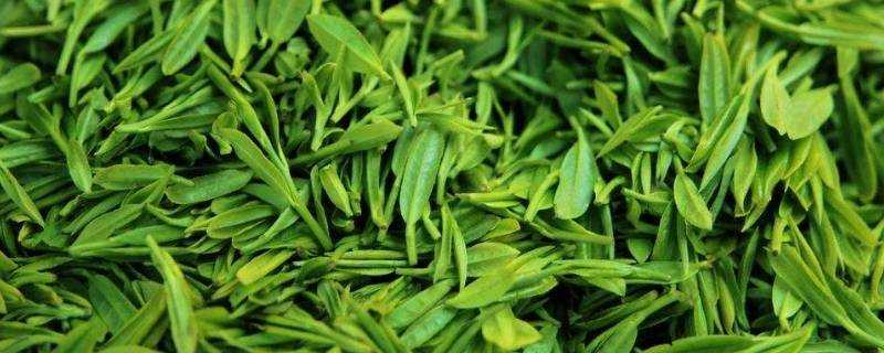 綠茶的發酵度是多少