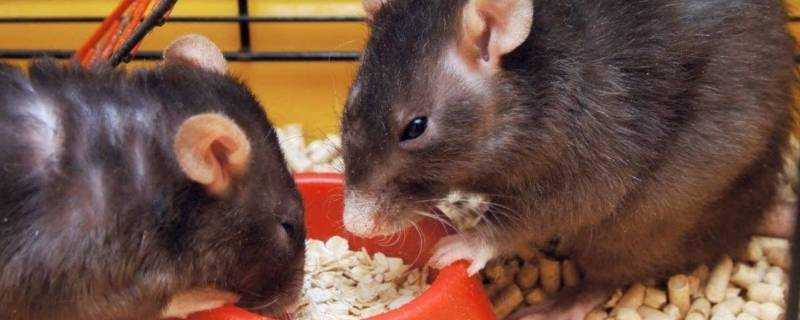 老鼠吃過的米還能吃嗎