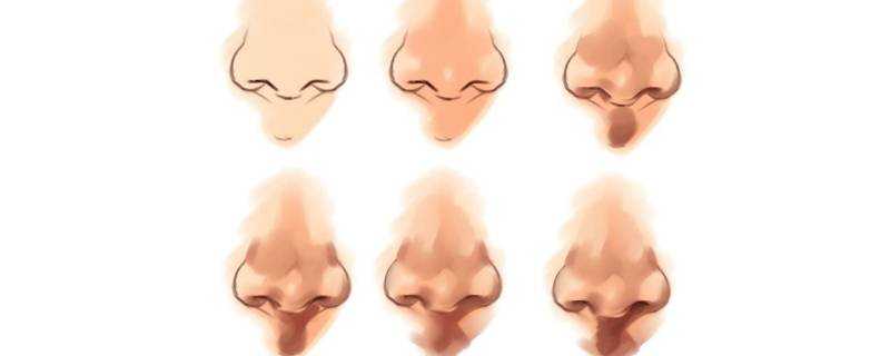 人的鼻子為什麼是軟骨