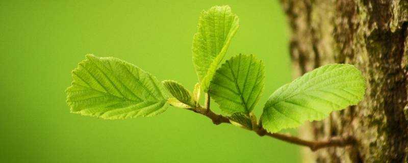 為什麼動物會停止生長但植物不會