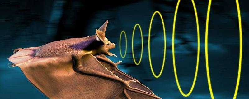 為什麼蝙蝠用超聲波定位而不用次聲波