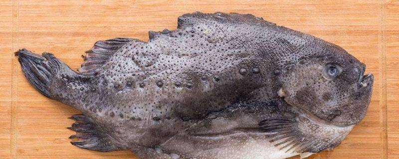海參斑魚什麼部位有毒