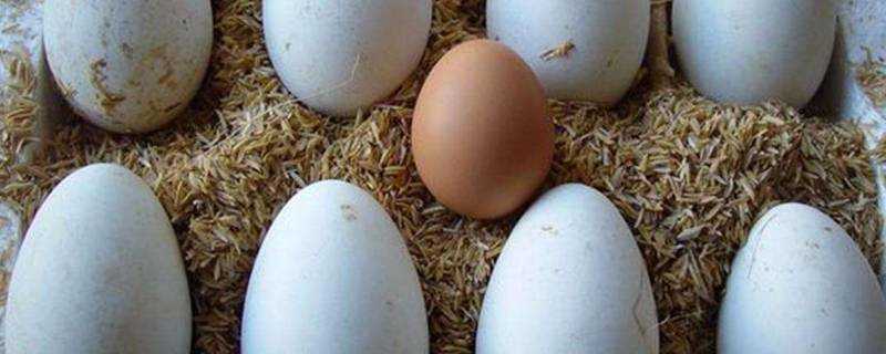 鵝蛋和雞蛋隔多久吃