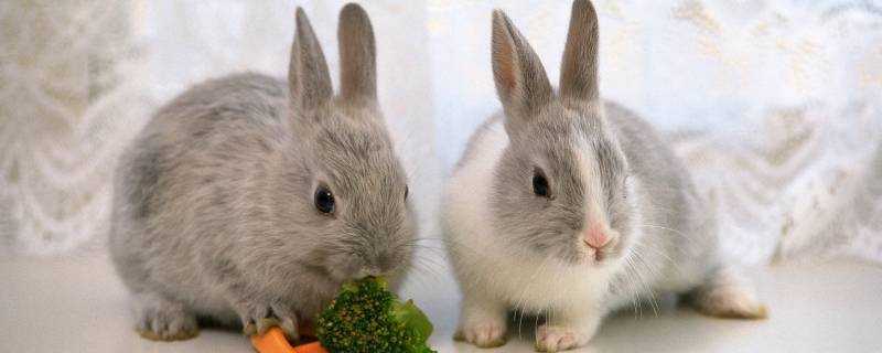 兔子吃什麼