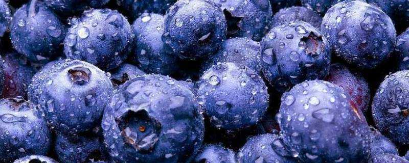 藍莓怎麼吃