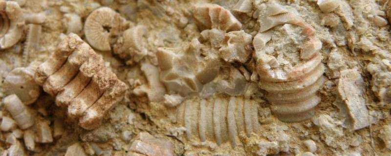 化石是怎麼形成的