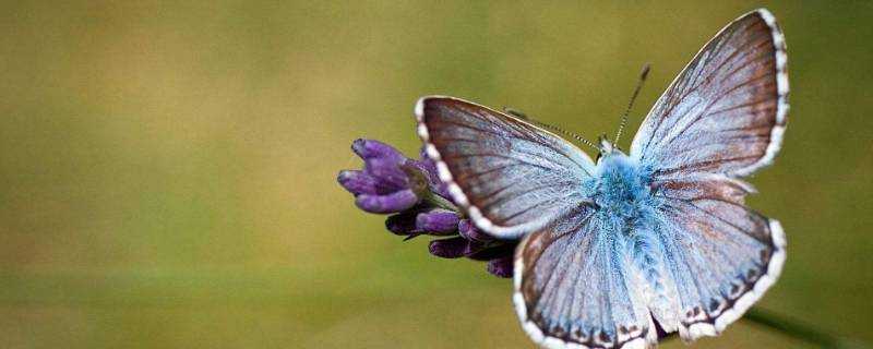 蝴蝶是益蟲還是害蟲
