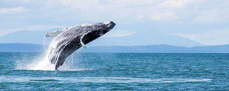鯨魚是哺乳動物嗎