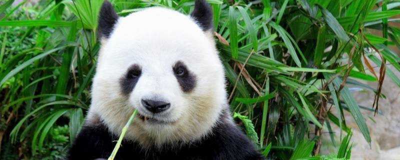 大熊貓為什麼被視為中國的國寶