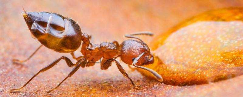 家裡有螞蟻怎麼辦