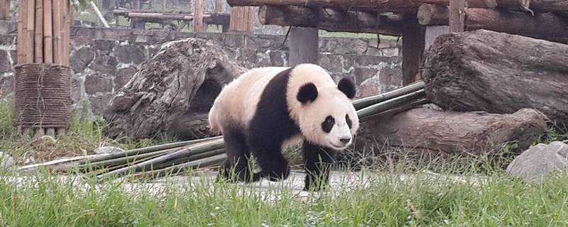 大熊貓吃肉嗎