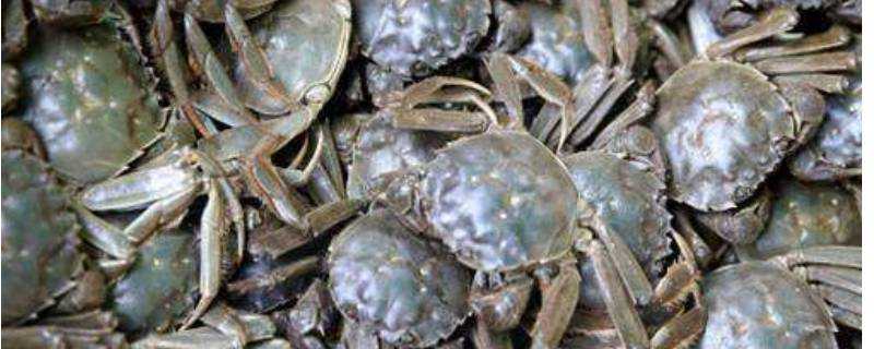 冰箱凍死螃蟹能吃嗎