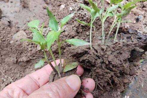 怎樣移植栽種辣椒苗