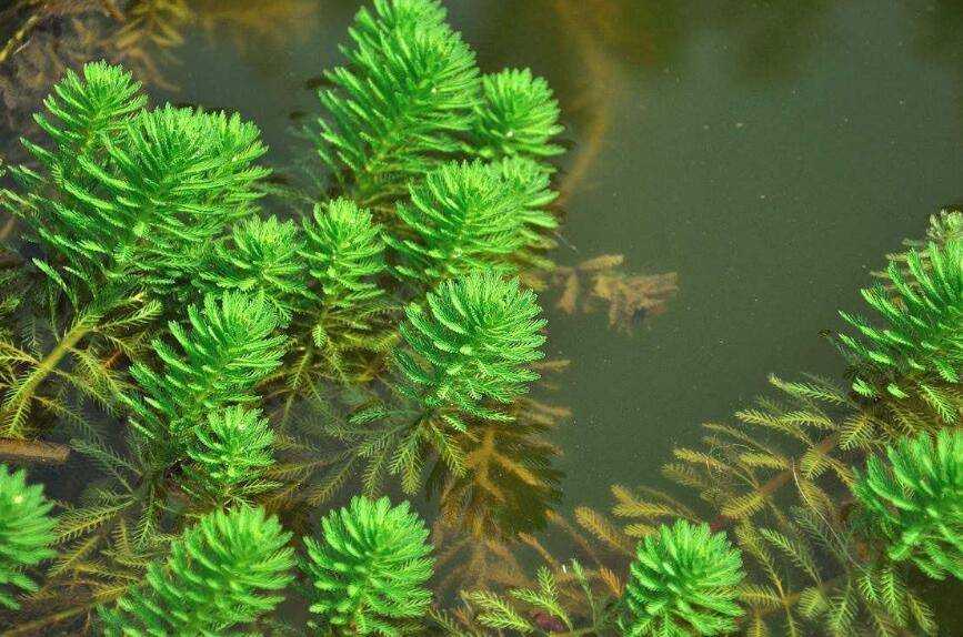 魚缸裡放什麼水草好