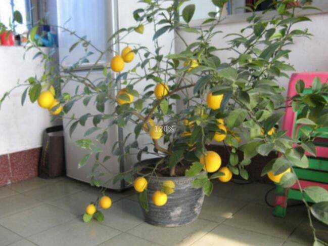 什麼水果可以用盆栽種植