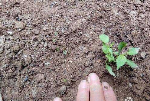 怎樣移植栽種辣椒苗