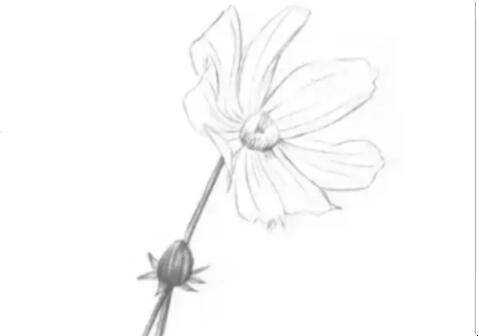 素描菊花的畫法是什麼
